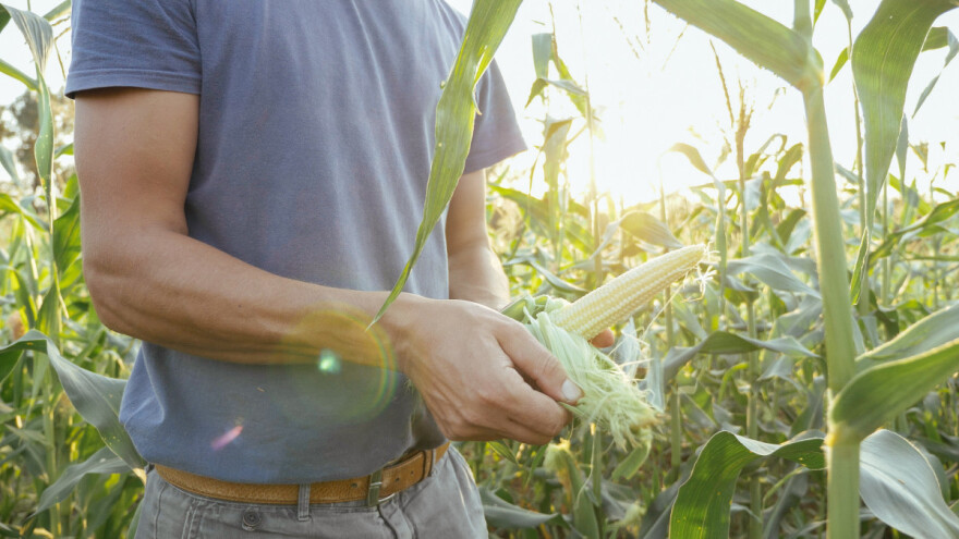 Fenofaze kukuruza: Od klijanja do zrenja