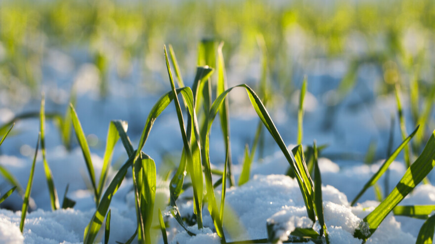 Kaljenje ozime pšenice i otpornost prema mrazu