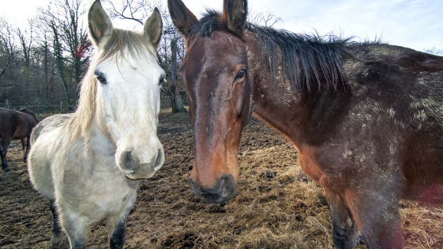 Od 500 slučajeva ranjenih konja u Francuskoj - 80 djelo ljudskih ruku