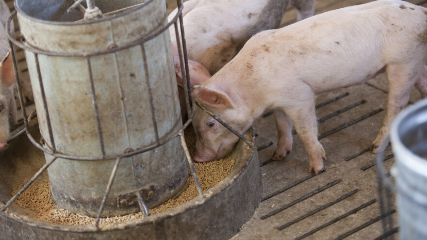 Stočna hrana: Domaće životinje su najveći morski predatori?