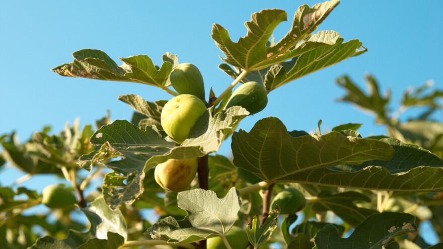 EPPO širi istragu o pranju novca za nepostojeće nasade smokava i badema