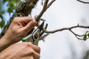 Stari voćnjaci: Iskrčiti ih ili spasiti i urediti?