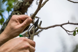 Prijavite se za besplatnu školu rezidbe vinove loze i voćaka