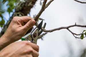 Prijavite se za besplatnu školu rezidbe vinove loze i voćaka