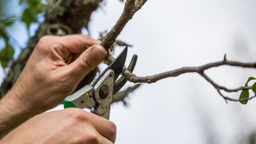 Kako orezati voćke u zavisnosti od sorte?