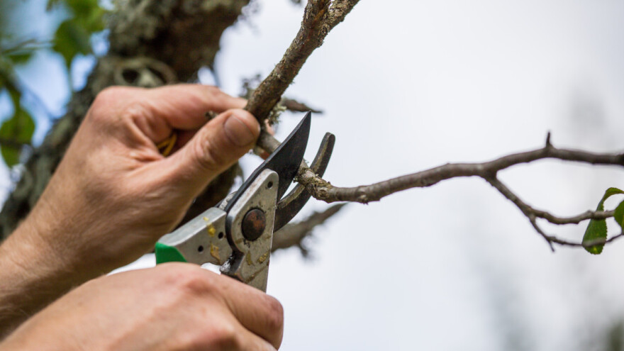 Stari voćnjaci: Ne žurite sa novom sadnjom, prije toga se pripremite