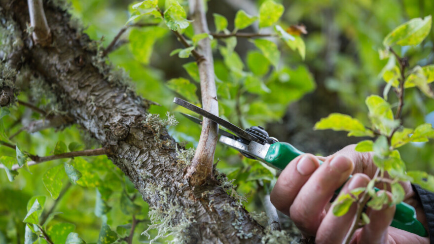 Ljetnu rezidbu voćnjaka najbolje obaviti do kraja jula
