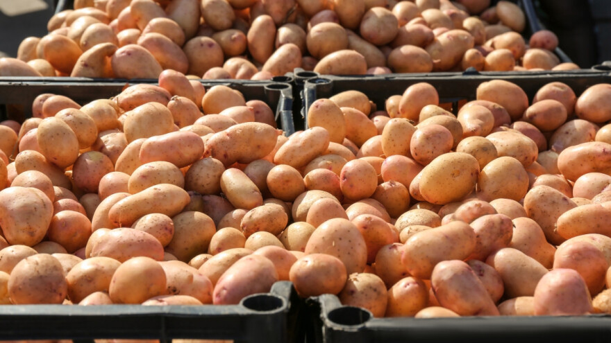 Cijene krompira u padu, a kakvi su prinosi?