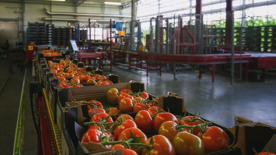 Srbija sve više uvozi sveže povrće iz komšiluka