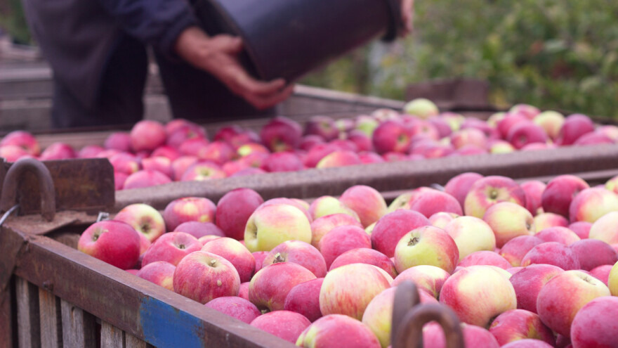 Izvoz svežeg voća u EU, Rusiju i SAD - šta su uslovi, a koji su saveti?