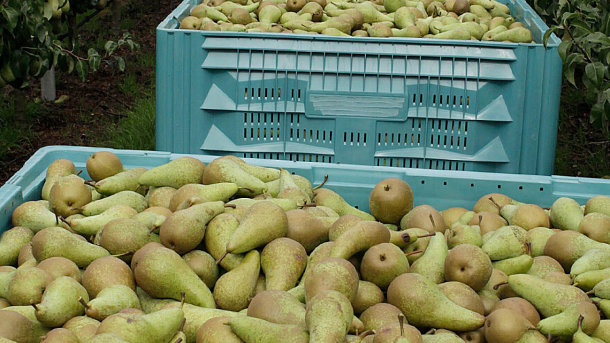 Manje jabuka i kruška ove godine otvara vrata višim cijenama?