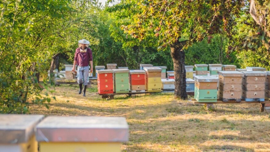 Jeftin uvoz, loše oznake i razređivanje meda - krivci za propast pčelara?