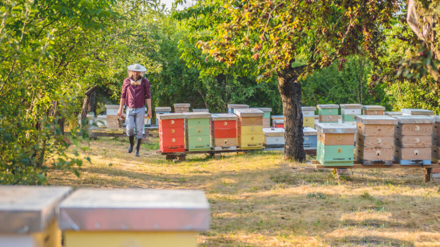 Pčelarska nagrada: 8.000 eura za zaštitu pčela i drugih oprašivača