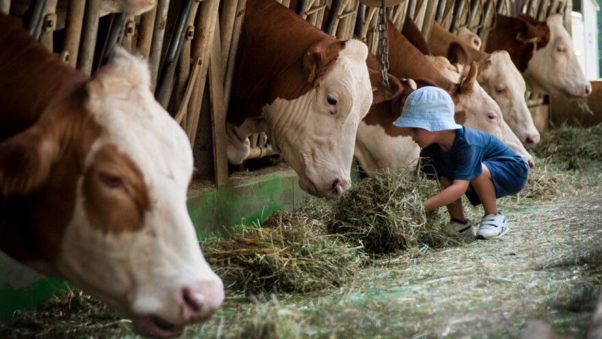 Dokazano: Deca koja odrastaju na farmama manje obolevaju od astme