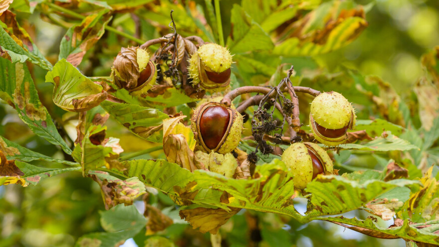 Divlji kesten - vrlo koristan, sada uzmite semenke