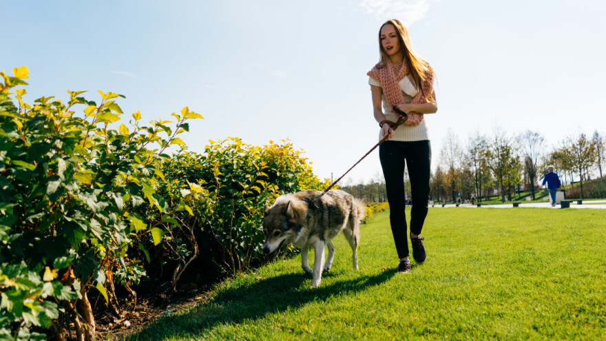Dominacija psa: Ko je kriv pas ili vlasnik?