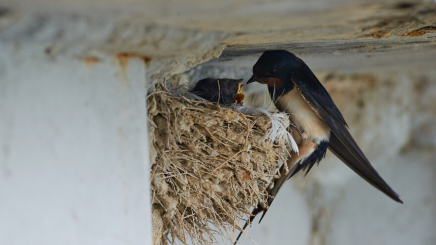Domaćinstvo koje su laste izabrale i ove godine dobija tonu kukuruza