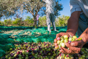 Propadaju mediteranski maslinici, s njima i tradicija - a lijeka nema?