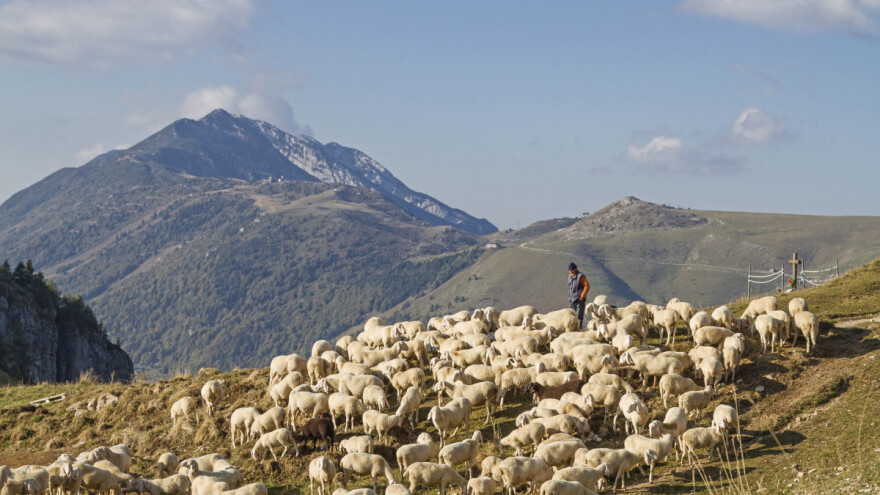 Volonterski čuvaju ovce od napada vuka, ali i vukove od napada stočara