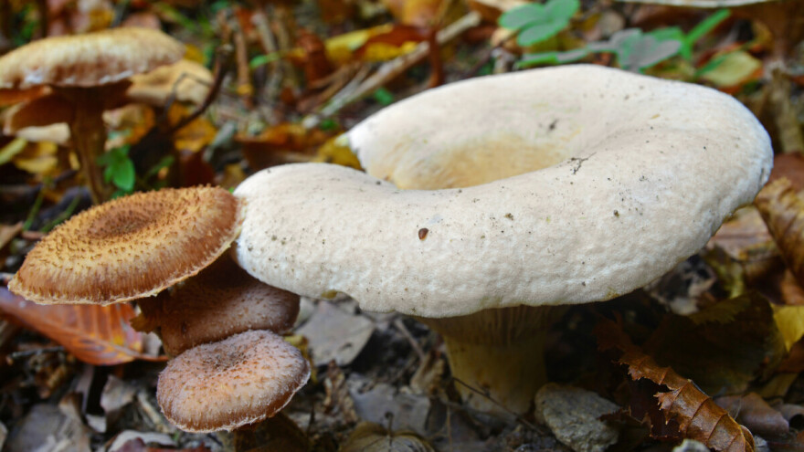 Paprena mliječnica - ljuti začin iz šume 