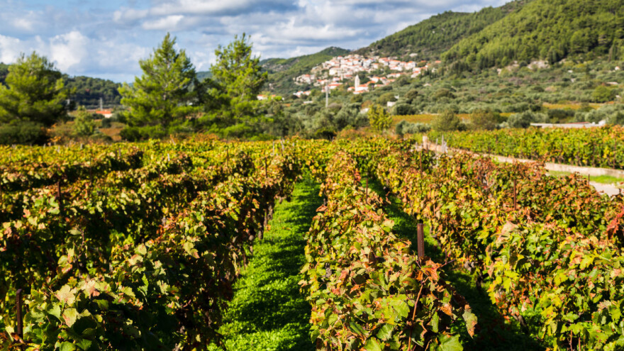 Pošip će živjeti vječno