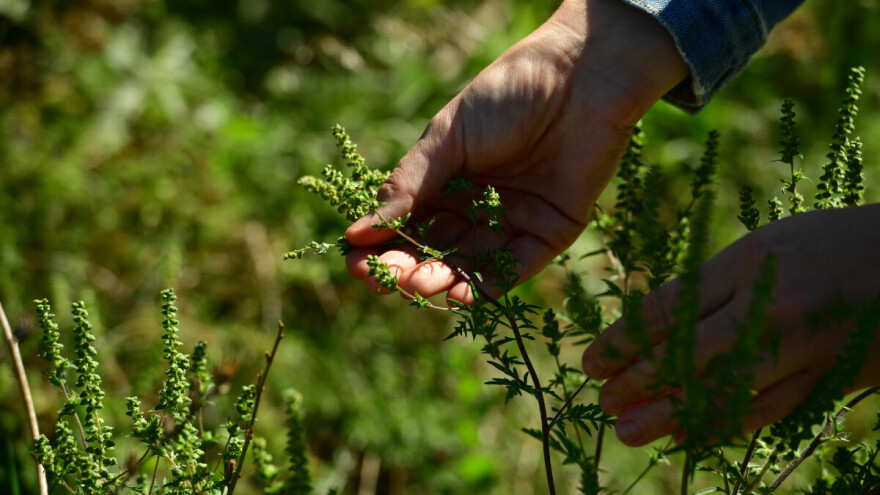 Agresivnu ambroziju ste dužni suzbiti, ovo su načini