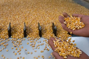 Cena kukuruza pala na 15,6 dinara po kilogramu?