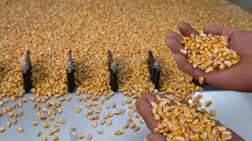 Cena kukuruza pala na 15,6 dinara po kilogramu?