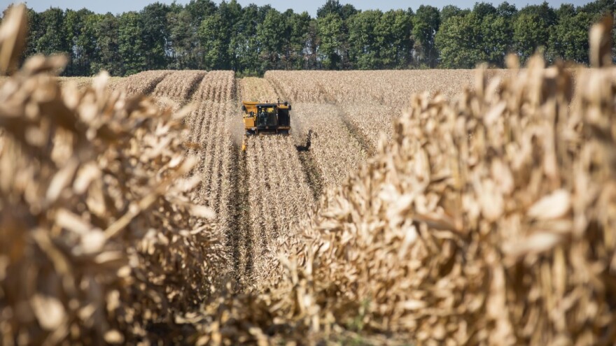 Koliko ukrajinski ratari dobiju za tonu pšenice i kukuruza?