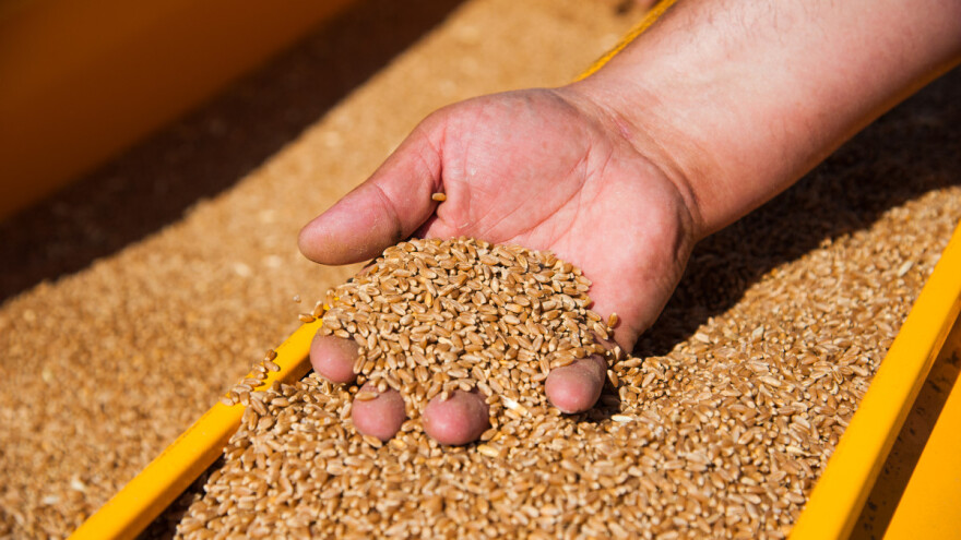 U Evropi cijene žitarica rastu - upitan transport preko Crnog mora