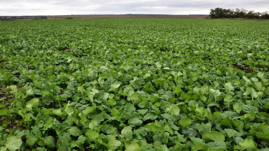 Prihrana uljane repice - znate li kada primijeniti koje gnojivo?