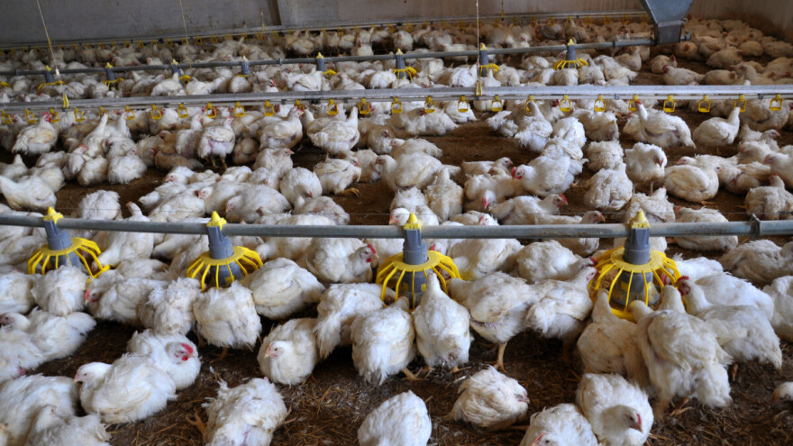 Novi projekat EU pomaže živinarski sektor Srbije: O čemu je reč?