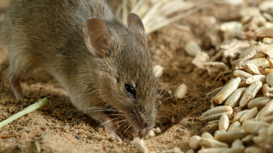 Tokom zime štetočine su aktivne i na otvorenom i u zatvorenom, kako djelovati?