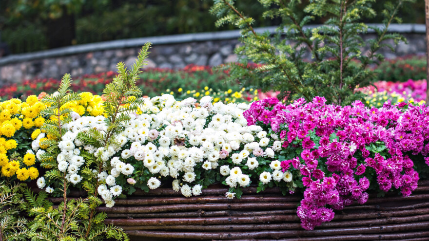 Krizanteme - kako ih sačuvati tijekom zime?