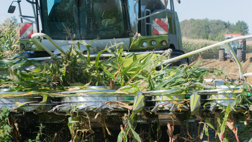 Kako znati da je kukuruz dovoljno vlažan za siliranje?