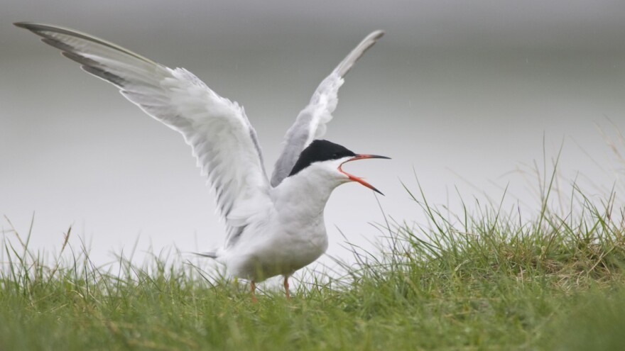 Novi slučajevi ptičje gripe u Hrvatskoj