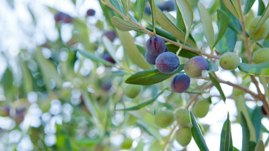 Navodnjavanje u septembru ima značajan uticaj na rod masline