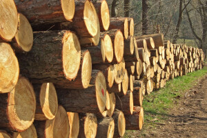 Agencija za zaštitu tržišnog natjecanja pokrenula postupak protiv Hrvatskih šuma
