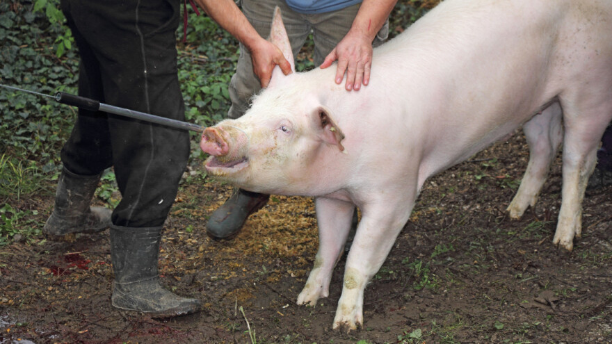 Nova pravila kod klanja svinja, što predlaže Europska komisija?
