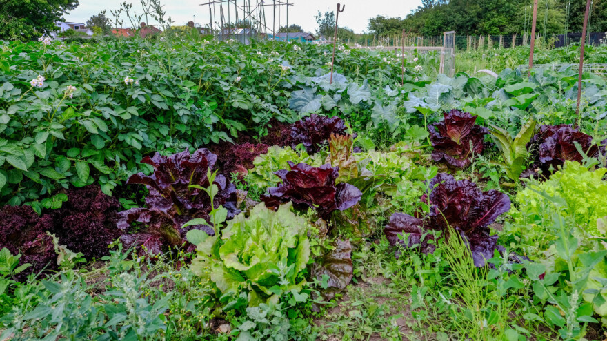 Radovi u junu: Sejte, sadite, berite, malčirajte, okopavajte i negujte biljke