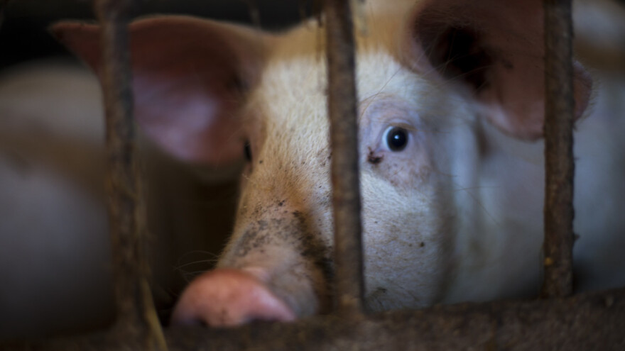 Zašto se neke svinje osim injekcijom usmrćuju i pištoljem?