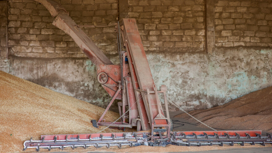 Više skuplje pšenice: Zrno u Rusiji i Ukrajini boljeg kvaliteta od uobičajene