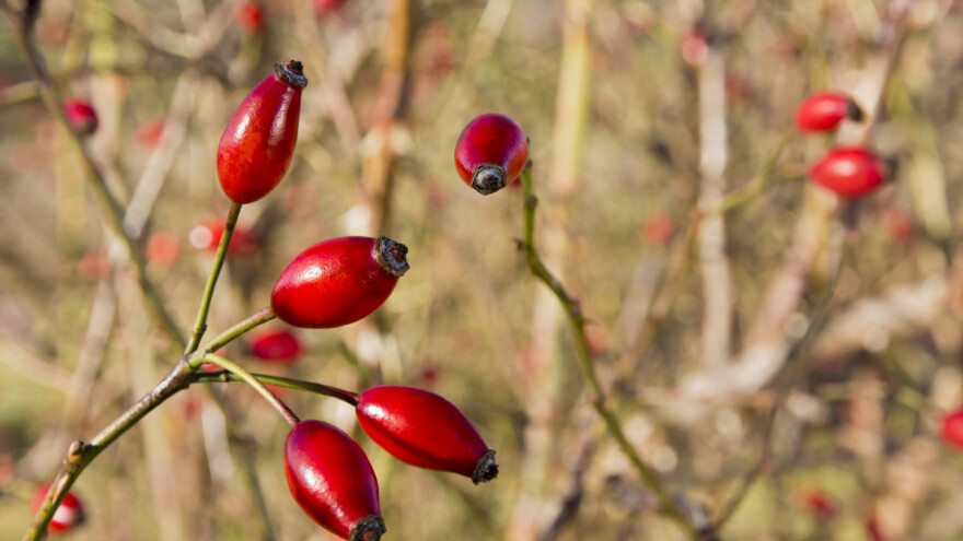 Redovna rezidba šipka ključna za dobar urod - kako je obaviti?