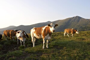 Dodatnih 200 KM premije po grlu za farmere u ovim općinama RS
