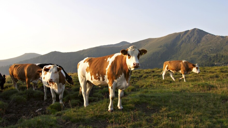 Dodatnih 200 KM premije po grlu za farmere u ovim općinama RS