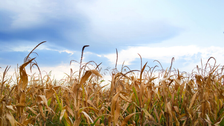 Ove nedelje sunčano i toplo: Uočena jajna legla kukuruznog plamenca