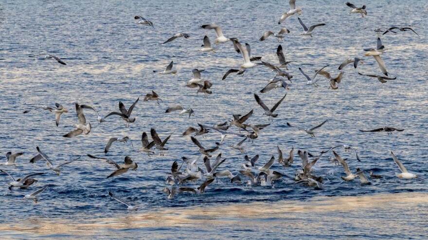 Jastrebovima protiv invazije galebova na ribogojilišta