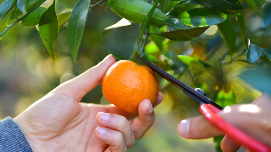 Pojavio se novi štetnik: Narančin trnovit štitasti moljac napada agrume