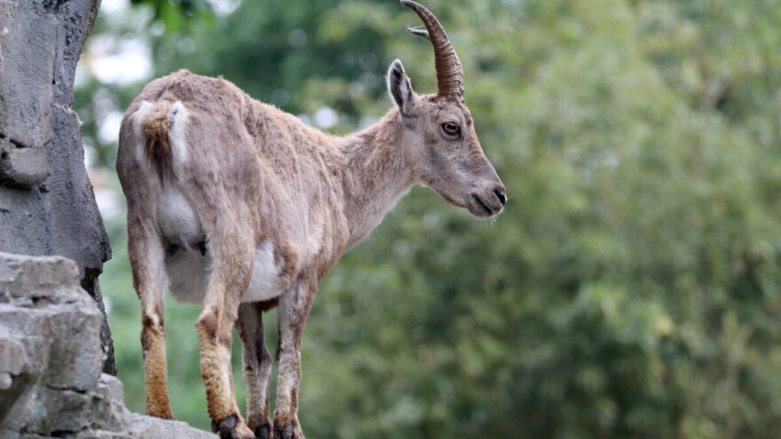 Odmetnuta koza Lepa u uvačkim liticama druguje sa orlovima