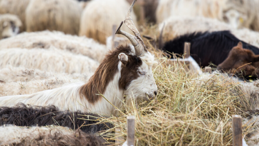 Šta se u januaru radi na njivi, u voćnjaku, plasteniku, sa životinjama?